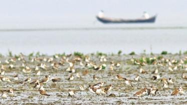 Coast or Construction