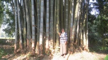 cop bamboo farming.jpg