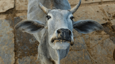 Cow-wb.gif