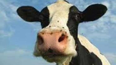 cow.jpg