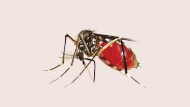 Aedes Mosquito