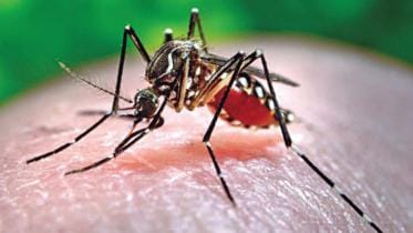 Dengue in Dhaka