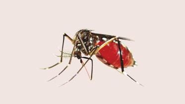 dengue fever in bangladesh