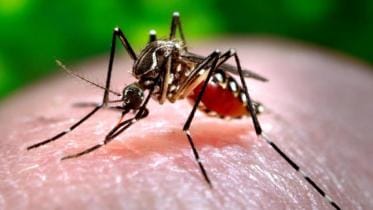 How to prevent dengue fever