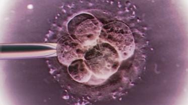 embryo-1.jpg