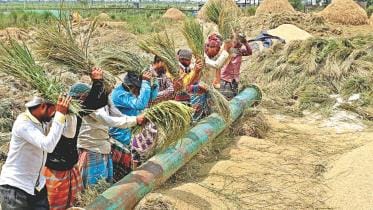 Fields of Gold10.jpg