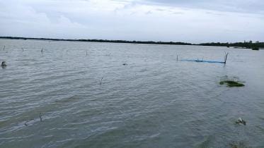 1000 fish enclosures in Bagerhat