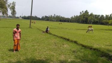 Flood-hit Aman growers.jpg