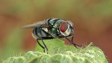 fly public health surveillance