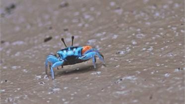 Gambling with the last glory of Bengal