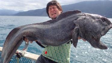 Giant-wolffish--1WB.jpg