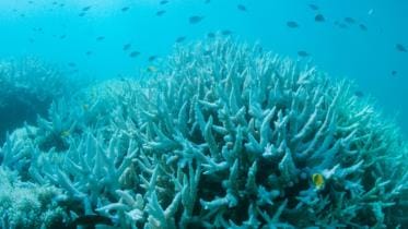 Global coral bleaching-1.jpg
