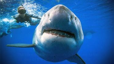 Great white shark-wb.jpg