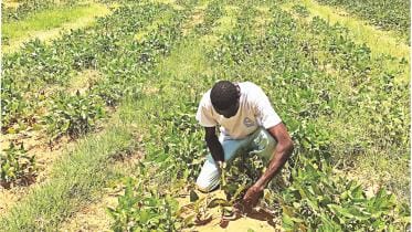 Malians grow vegetables