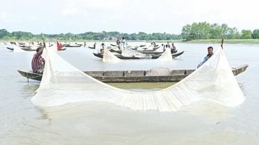 halda fish egg 1.jpg