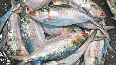 Hilsa fish