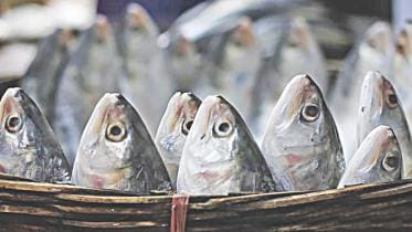 Hilsa
