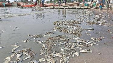 Hilsa catches go to waste
