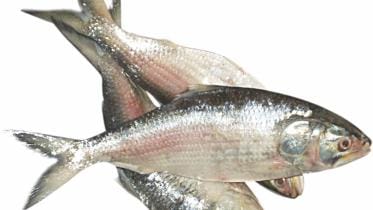 Hilsa fish
