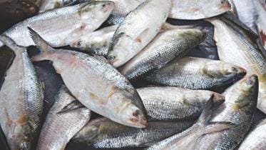 hilsa ban in bangladesh