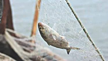 hilsha netting.jpg