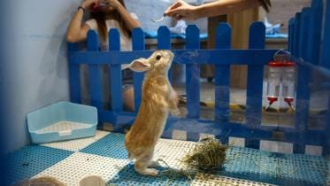 honkong-rabbit-afp-1-wb.jpg