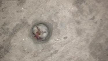 Cats kitten is stuck