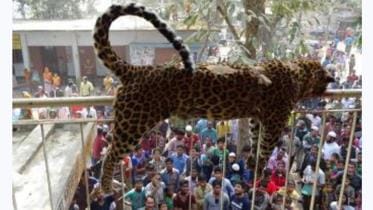 Leopard-dead-Sherpur.jpg