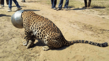 leopard-wb.gif