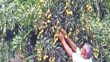 Litchi cultivation Gaibandha.jpg