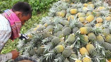 Madhupur-pineapples-1.jpg