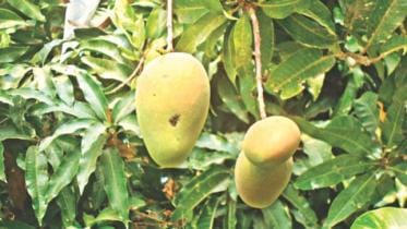 Mango harvesting and marketing banned