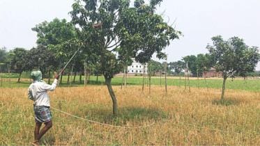 Pesticide on mangoes