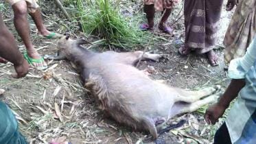 dead buffalo at Nandail haor