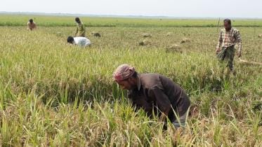 Moulvibazar Sunamganj Haor paddy.jpg