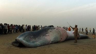 Mumbai-Whale.jpg