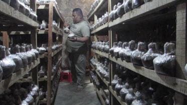 Mushroom Spore Production 1.jpg