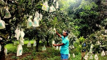 নানিয়ারচর আম (2).JPG