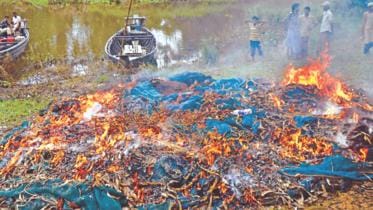 national heritage Hilsa fish.jpg