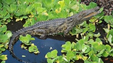 Nile croc in Florida_AP.jpg