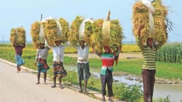 Paddy price in Bangladesh