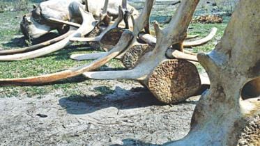 Parts of a skeleton.jpg