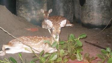 Patuakhali-deer-wb.jpg