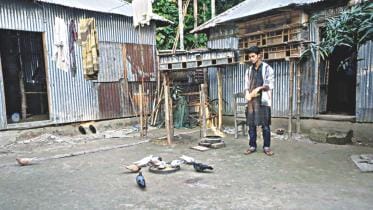 pigeon farming 1.jpg