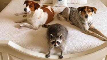 pumpkin raccoon Bahamas