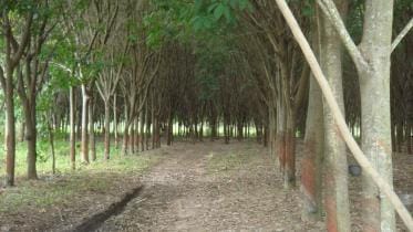 Rubber_tree_plantation_Thailand-NWB.jpg