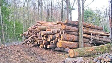 Rule-facilitates-illegal-sale-of-wood.jpg