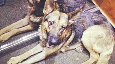 Sorry, a gentle soul