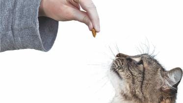 Stages of owning a pet