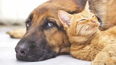 Stuff Pet Owners Have to Deal With